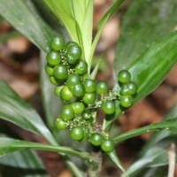 Dracaena thwaitesii Regel